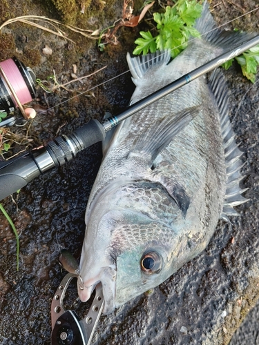 チヌの釣果