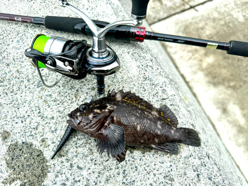 オウゴンムラソイの釣果