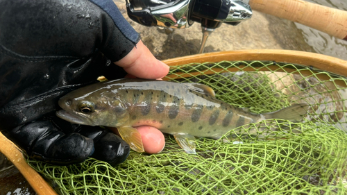 ヤマメの釣果