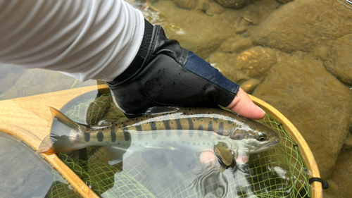 ヤマメの釣果