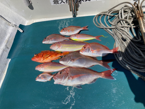 マダイの釣果