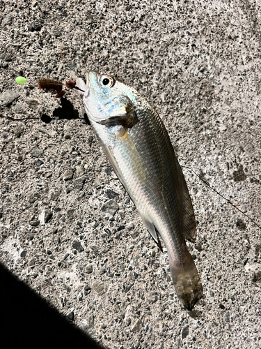 イシモチの釣果