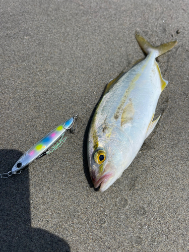 ショゴの釣果