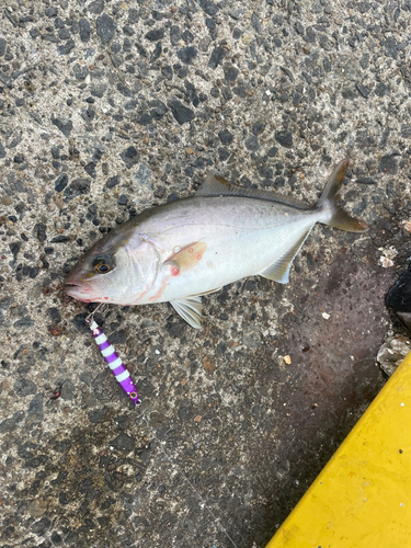 ショゴの釣果