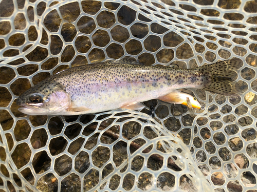 ニジマスの釣果