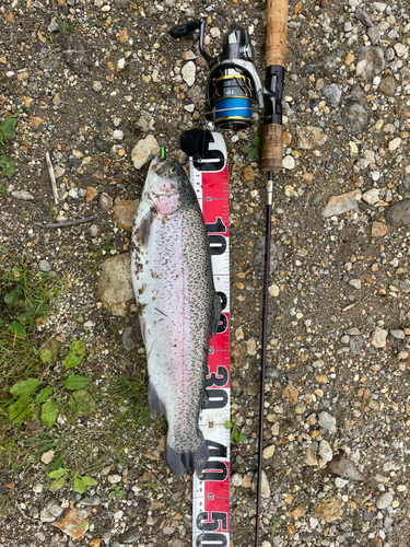 ニジマスの釣果