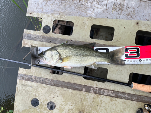 ラージマウスバスの釣果