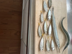 アジの釣果