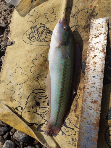 キュウセンの釣果