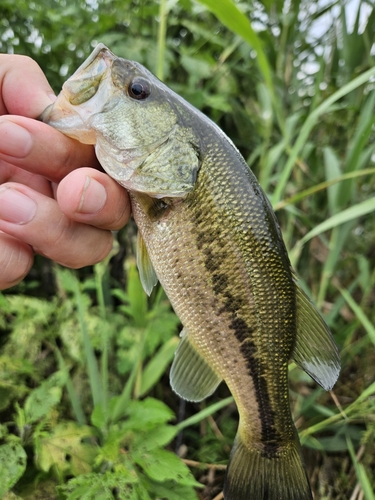 ラージマウスバスの釣果