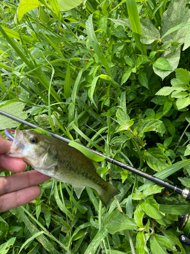 ラージマウスバスの釣果