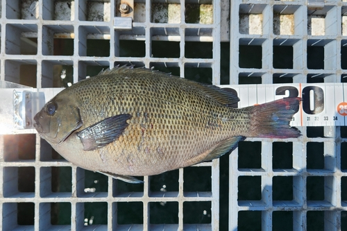 グレの釣果