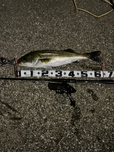 シーバスの釣果