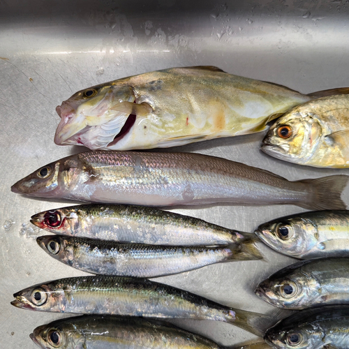 シロギスの釣果