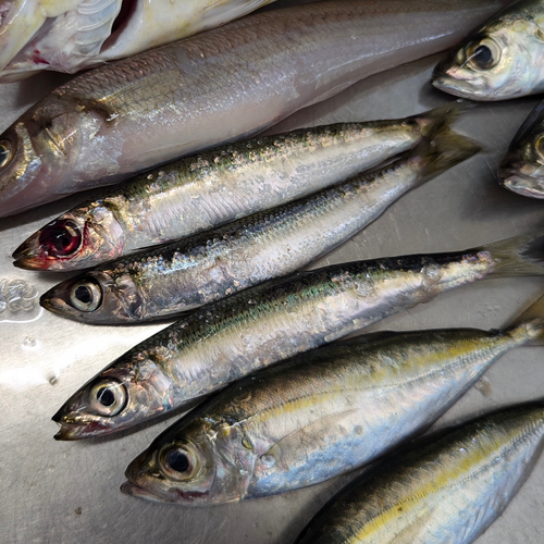 ウルメイワシの釣果