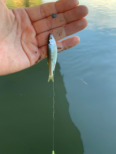 オイカワの釣果