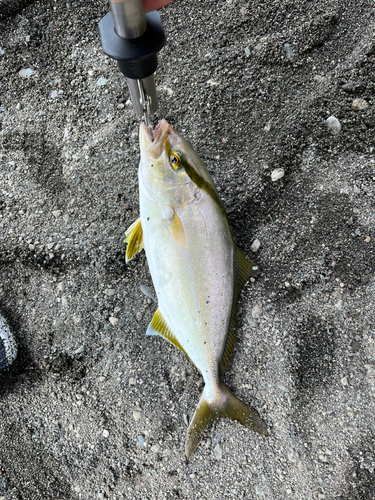 ショゴの釣果