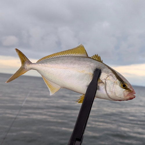 ショゴの釣果