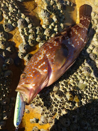 キジハタの釣果