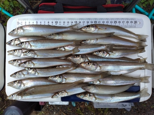 キスの釣果