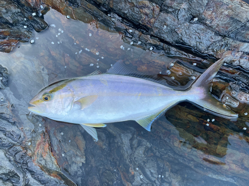 ショゴの釣果