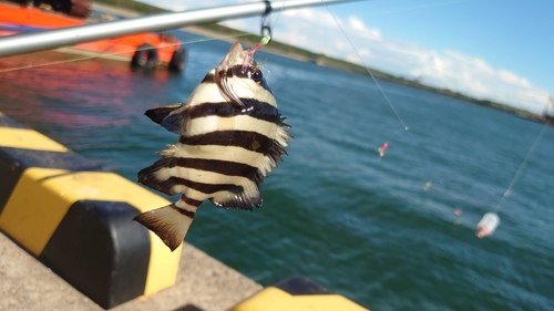 イシダイの釣果