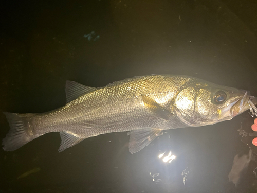 ヒラスズキの釣果