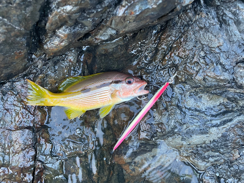 ヨコスジフエダイの釣果