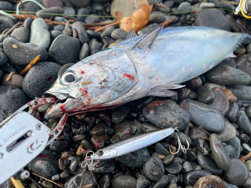 マルソウダの釣果