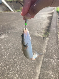 ウグイの釣果