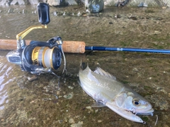 マルスズキの釣果