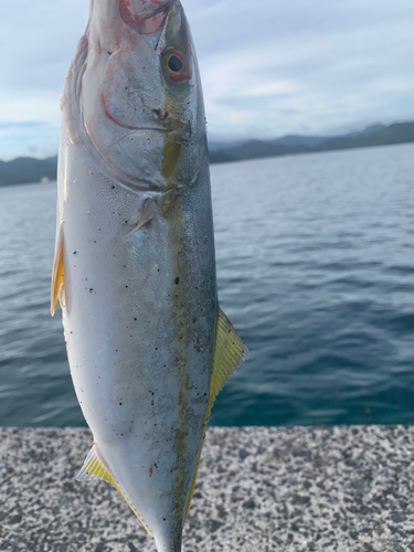 ツバスの釣果