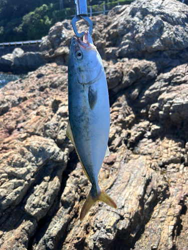 ツバスの釣果