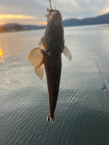 マゴチの釣果