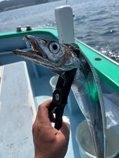 タチウオの釣果