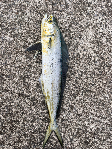 シイラの釣果