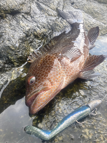 オオモンハタの釣果