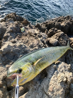 シイラの釣果