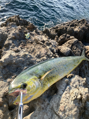 シイラの釣果