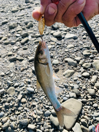 ウグイの釣果