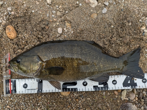 スモールマウスバスの釣果