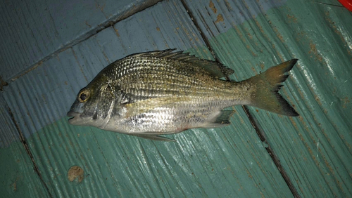 ミナミクロダイの釣果