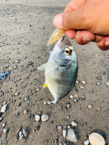 メッキの釣果