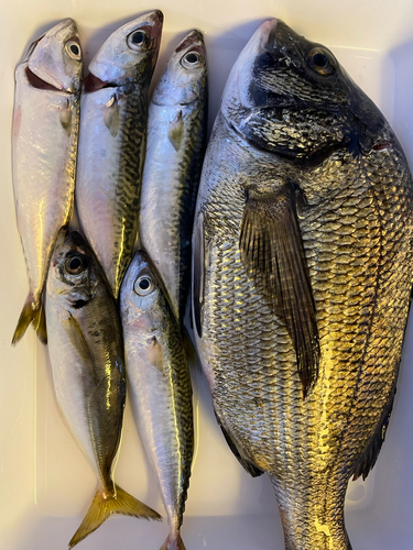 サバの釣果