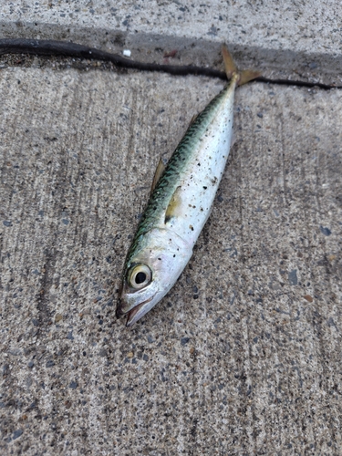 サバの釣果