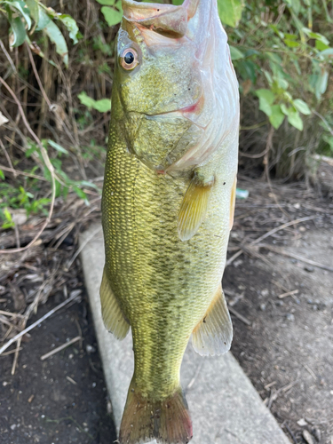 ラージマウスバスの釣果