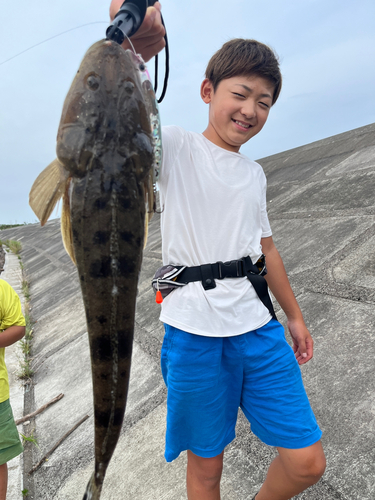 マゴチの釣果