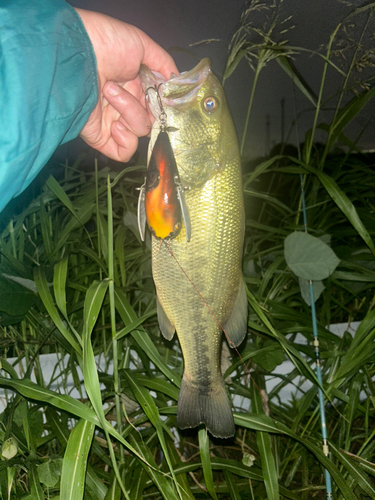 ブラックバスの釣果