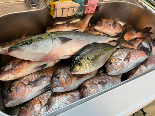 マダイの釣果