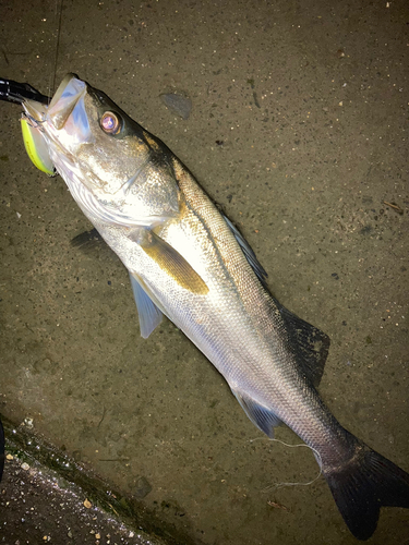 シーバスの釣果